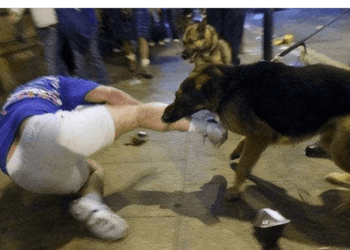 China’s Supreme Court Issues Rulings on Dog Attacks Liability