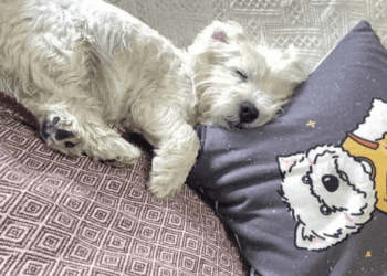 Pet Owner’s 700-Day Law Crusade for Sending Dog Poisoner to Jail