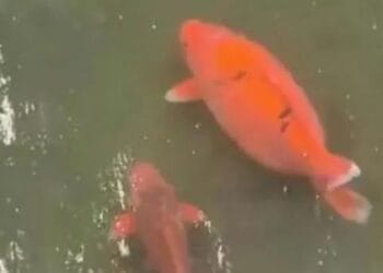 Security guard calls for tourists to avoid overfeeding