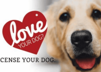 Guide to Obtaining a Dog License in Shanghai