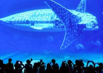 Visitors feel deceived after paying ¥230 to see fake whale shark