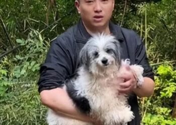Sick CHN dog spends 2 years beside owner’s grave, rescued by man