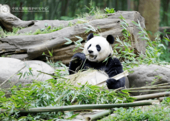 2 suspects spreading rumors about pandas for profit and now…