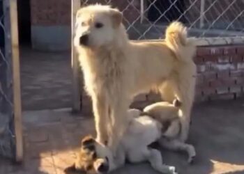 China’s King Charles, Why Foreign Netizens Imitating Chinese Dog