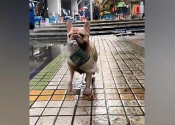 Guangzhou’s Bottle-Collecting French Bulldog Xiaobai Goes Viral