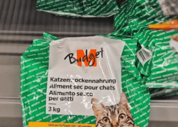 Frugal PhD Student in Switzerland Goes Viral for Eating Cat Food to Save Money