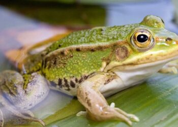Elderly Woman Swallows Live Frogs in Folk Remedy for Back Pain, Ends Up Hospitalized with Parasites