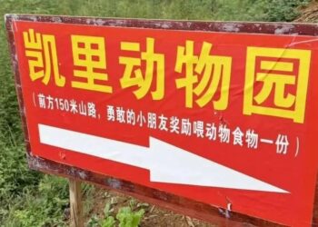 “China’s Humblest Zoo”: A 70-Year-Old’s Heartwarming Mission to Save Animals